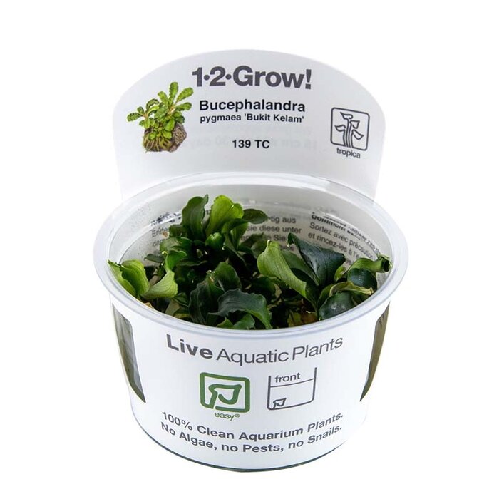 Tropica Bucephalandra pygmaea 'Bukit Kelam' - In Vitro Cup