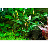 Tropica Bucephalandra pygmaea 'Bukit Kelam' - In Vitro Cup