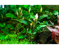 Tropica Bucephalandra pygmaea 'Bukit Kelam' - In Vitro Cup