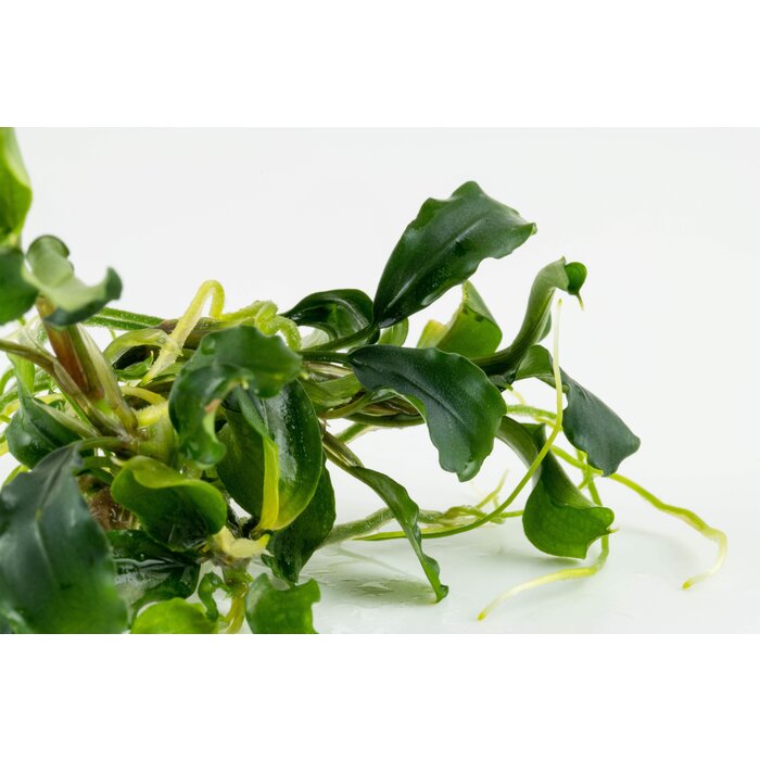 Tropica Bucephalandra pygmaea 'Bukit Kelam' - In Vitro Cup