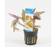 Roter Lotus - Nymphaea Zenkeri