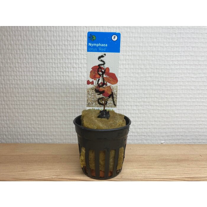 Rode tijgerlotus - Nymphaea Zenkeri