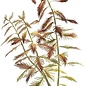 Tropica Proserpinaca palustris 'Cuba' - In vitro cup