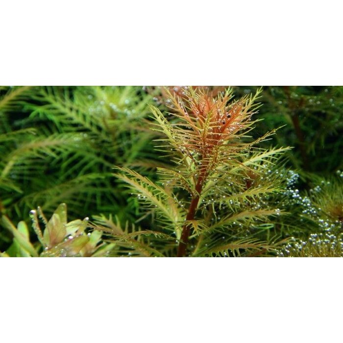 Tropica Proserpinaca palustris 'Cuba' - In vitro cup