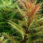 Tropica Proserpinaca palustris 'Cuba' - In vitro cup