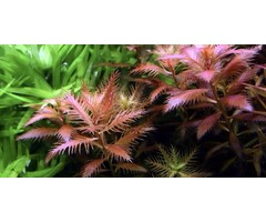 Tropica Proserpinaca palustris 'Cuba' - In vitro cup