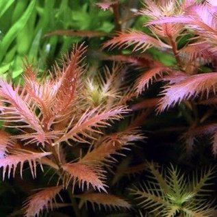 Tropica Proserpinaca palustris 'Cuba' - In vitro cup