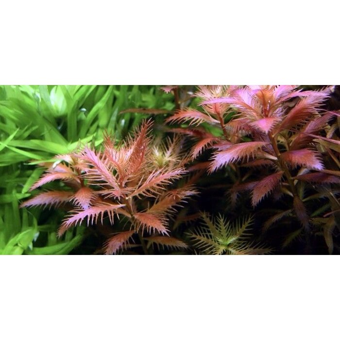 Tropica Proserpinaca palustris 'Cuba' - In vitro cup