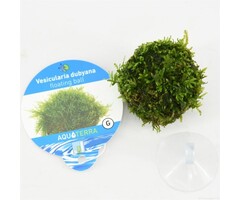 Floating ball with java moss