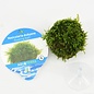 Floating ball with java moss