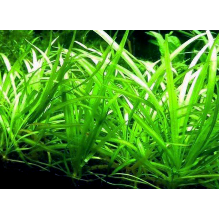 Echinodorus Magdalensis