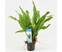 Microsorum pteropus (Javavaren)