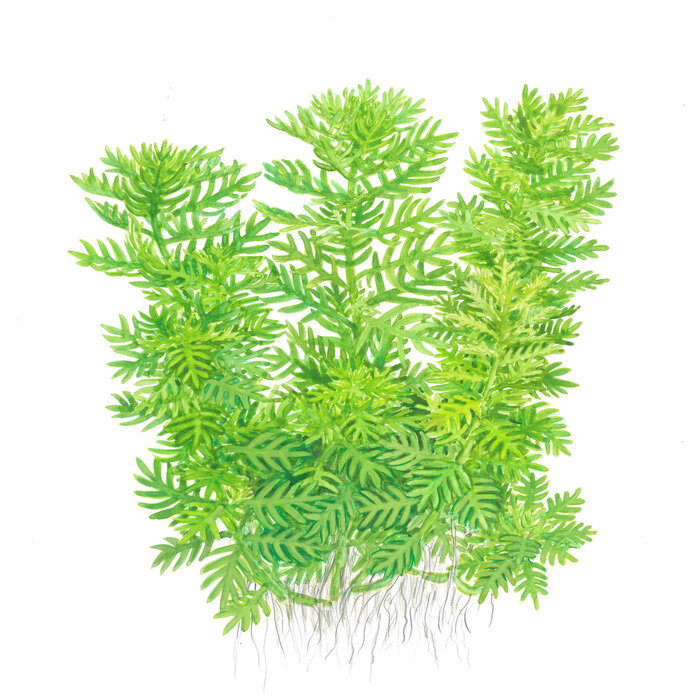 Tropica Hottonia palustris - In Vitro Cup