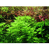 Tropica Hottonia palustris - In Vitro Cup