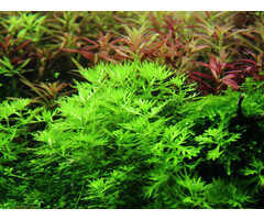 Tropica Hottonia palustris - In Vitro Cup