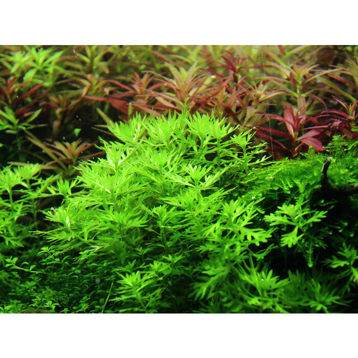 Tropica Hottonia palustris - In Vitro Cup