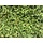 Spinach leaf dried
