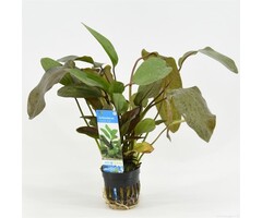 Echinodorus 'Ozelot' rood