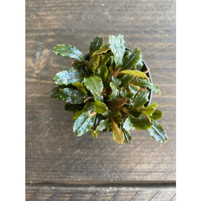 Bucephalandra Lamandau 'Mini'