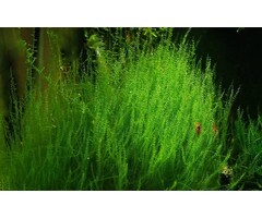 Tropica Leptodictyum riparium ´Stringy Moss´ - In vitro cup