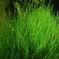 Tropica Leptodictyum riparium ´Stringy Moss´ - In vitro cup