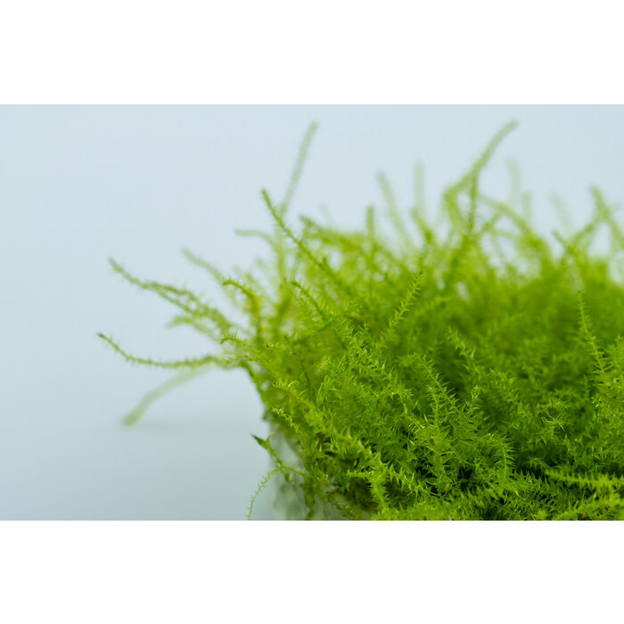 Tropica Leptodictyum riparium ´Stringy Moss´ - In vitro cup