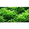 Tropica Rotala rotundifolia 'Green' - In vitro cup