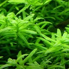 Tropica Rotala rotundifolia 'Green' - In vitro cup