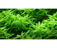 Tropica Rotala rotundifolia 'Green' - In vitro cup