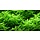 Rotala rotundifolia 'Green' - In vitro cup