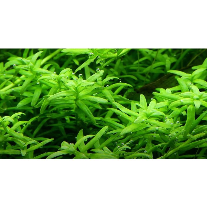 Tropica Rotala rotundifolia 'Green' - In vitro cup