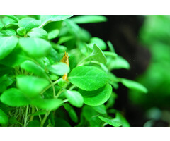 Tropica Lobelia cardinalis 'Mini' - In vitro cup