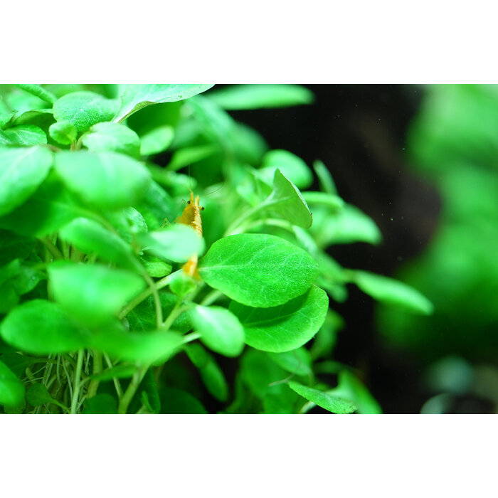 Tropica Lobelia cardinalis 'Mini' - In vitro cup