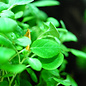 Tropica Lobelia cardinalis 'Mini' - In vitro cup