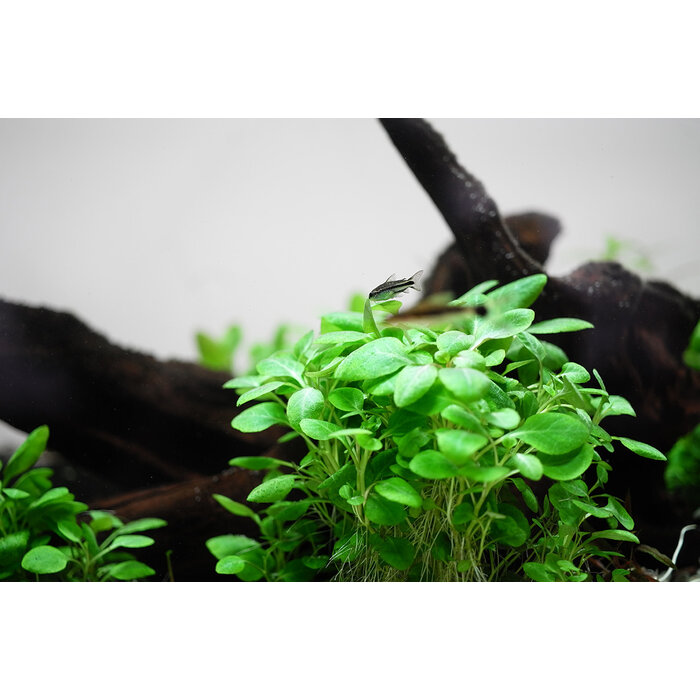 Tropica Lobelia cardinalis 'Mini' - In vitro cup