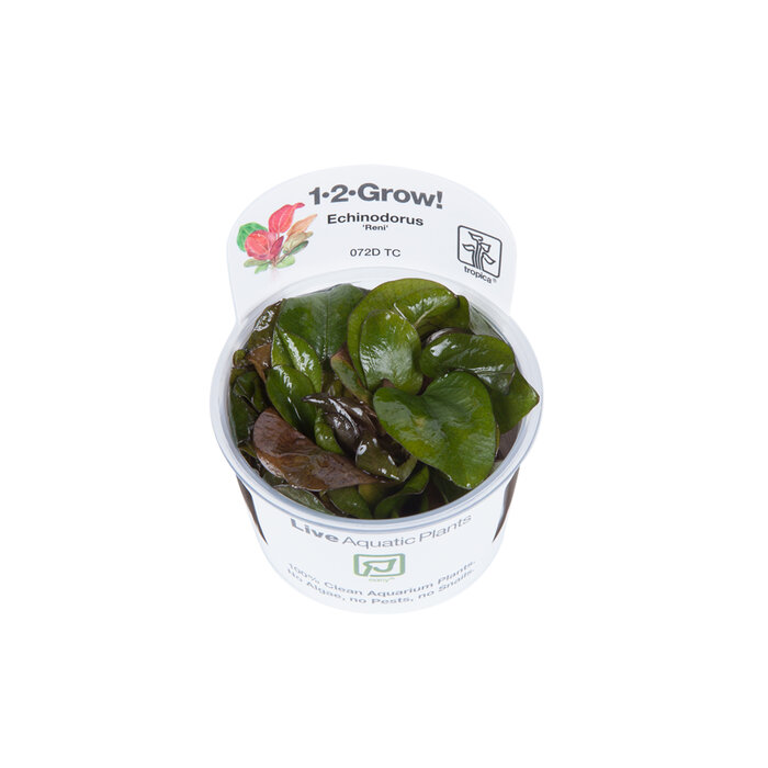 Tropica Echinodorus 'Reni' - In vitro cup