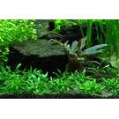 Tropica Cryptocoryne parva - In vitro cup