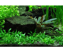 Tropica Cryptocoryne parva - In vitro cup