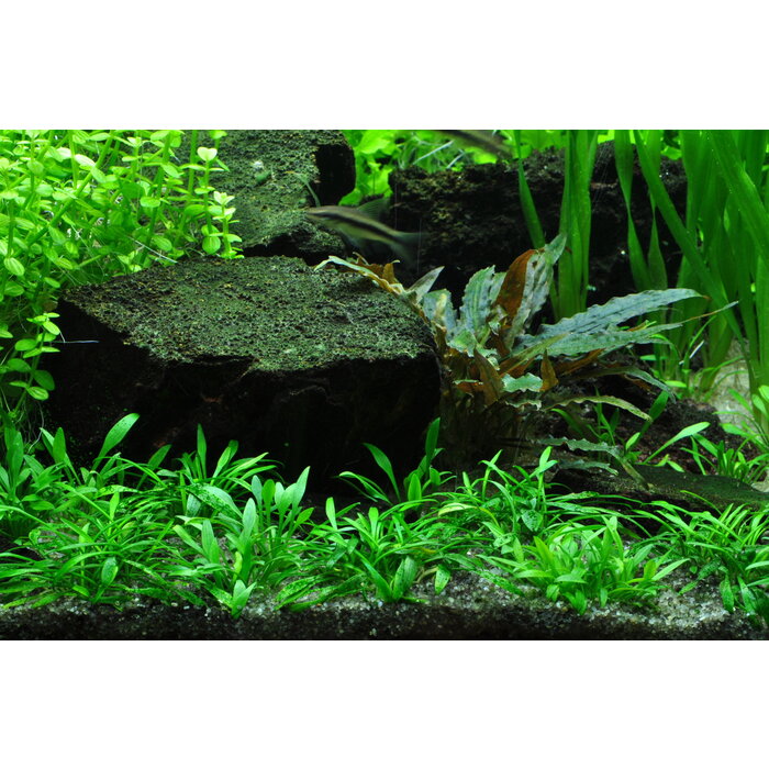 Tropica Cryptocoryne parva - In vitro cup