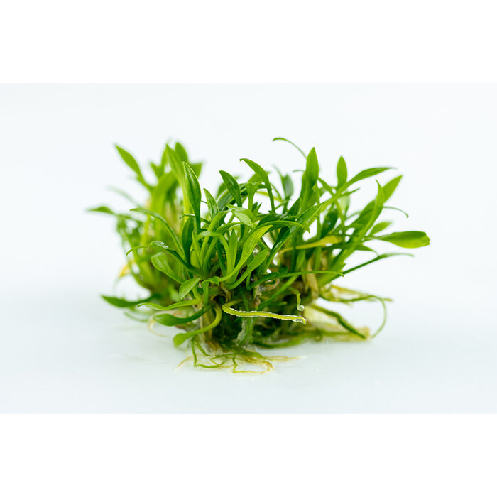 Tropica Cryptocoryne parva - In vitro cup