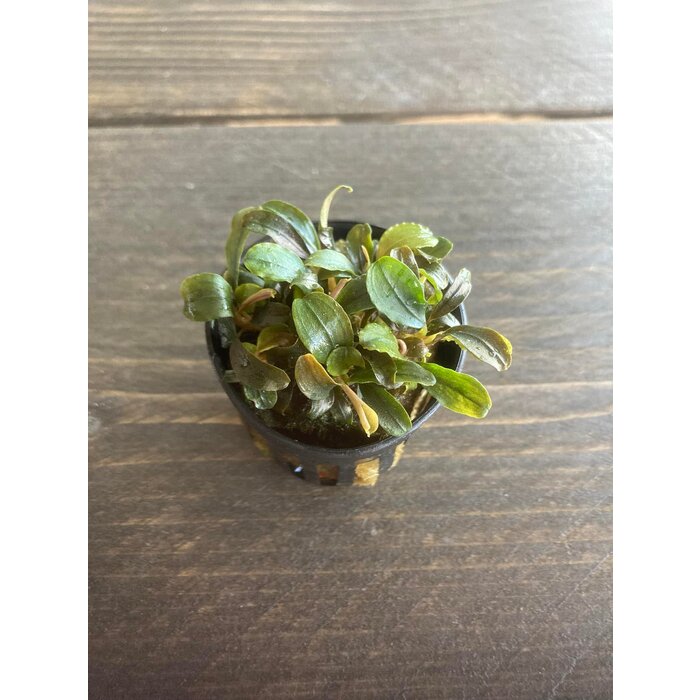 Bucephalandra Theia red
