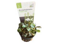 Bucephalandra Theia red