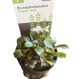 Bucephalandra Theia red