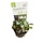 Bucephalandra Theia red