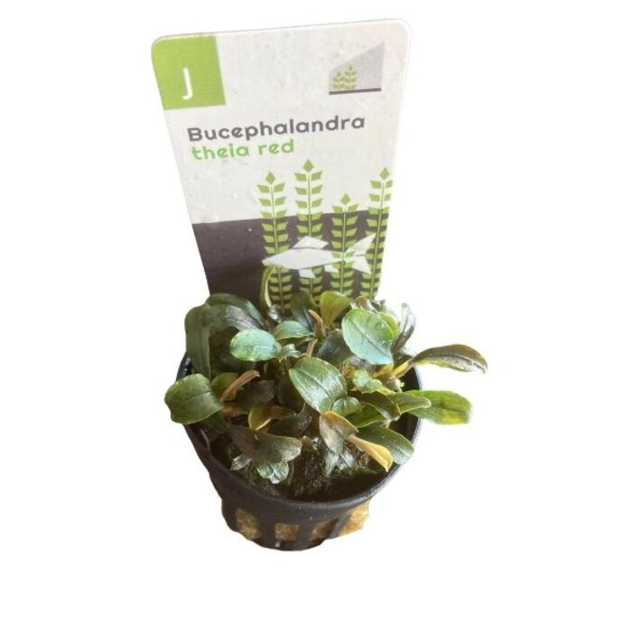 Bucephalandra Theia red