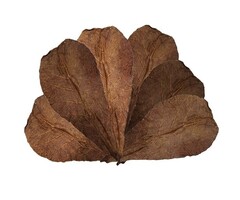 Onlineaquarium spullen Catappablätter 12-18 cm
