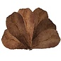 Onlineaquarium spullen Catappa leaves 12-18cm