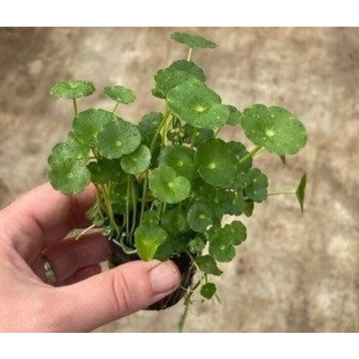 Hydrocotyle vulgaris