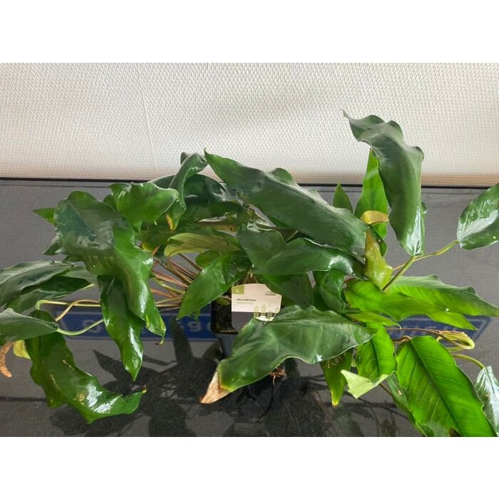 Anubias Minima XXL P9-pot