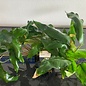 Anubias Minima XXL P9-pot